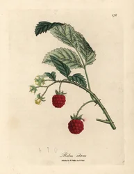 Raspberry bush with ripe fruit and yellow flowers, Rubus idaeus