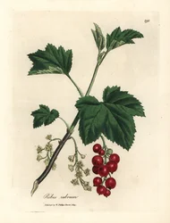 Redcurrant tree, Ribes rubrum