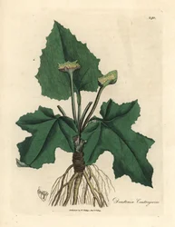 Roots, rhizome, leaves and flower of contrayerva, Dorstenia contrajerva