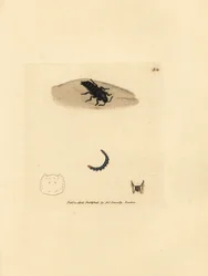 Rove beetle, Velleius dilatatus (Serrated-horned staphylinus, Staphylinus concolor)
