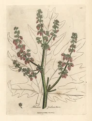 Rhubarb Flowers and Stalk, Leaf Outline, Rheum palmatum