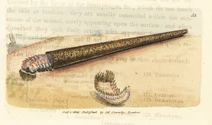 Sand tube-building annelid fanworm, Pectinaria belgica (Nereis pectinata)