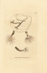 Sand worm with crimson feelers, Amphitrite rosea