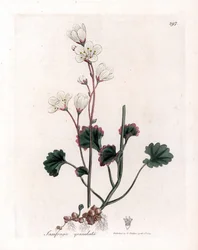 Saxifrage Granulee or Bulbbles - White Saxifrage, Saxifraga granulata. Handcoloured Copperplate Engraving from a Botanical Illustration by James Sowerby from William Woodville and Sir William Jackson Hooker