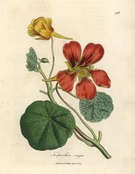 Scarlet and yellow flowered greater Indian cress, Tropaeolum majus