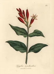 Scarlet flowered Indian pink, Spigelia marilandica