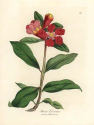 Scarlet flowered pomegranate tree, Punica granatum