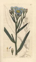 Sea Aster