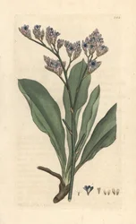 Sea Lavender, Limonium vulgare