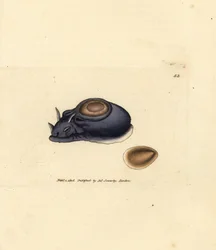Sea slug or sea hare, Aplysia punctata (Aplysia hybrida)