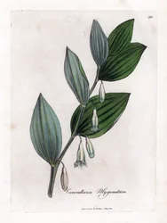 Seal of Solomon Multiflora - Solomon