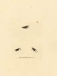 Slender grasshopper, Tetrix subulata
