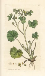 Smallflower Buttercup, Ranunculus Parviflorus (Buttercup)