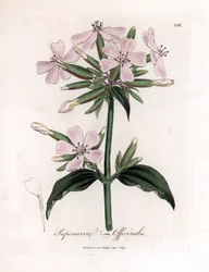 Soapwort, Saponaria Officinalis. Handcoloured Copperplate Engraving from a Botanical Illustration by James Sowerby from William Woodville and Sir William Jackson Hooker