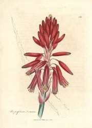 Socotorine aloe, Aloe perfoliata socotorina