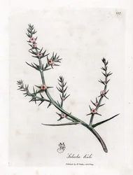 Soda Brulee - Prickly Saltwort, Kali Turgida