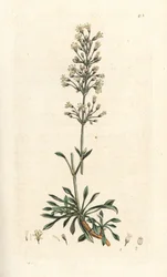 Spanish Catchfly
