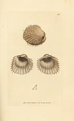 Spiny cockle, Acanthocardia aculeata (Cardium spinosum). Hand-coloured copperplate engraving by James Sowerby from The British Miscellany, or Coloured figures of new, rare, or little known animal subjects.