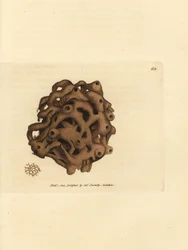 Sponge, Haliclona cinerea (Cancellated sponge, Spongia cancellata)