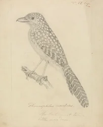 Spot-backed Antshrike
