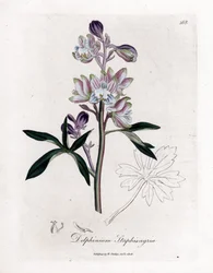 Staphisegar or Grass with Lice or Grass with Gouty or Wild Grapes - Palmated Larkspur or Stavesacre, Delphinium staphisagria. Handcoloured Copperplate Engraving from a Botanical Illustration by James Sowerby from William Woodville and Sir William Jackson H