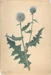 Study of a Thistle