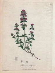 Thyme
