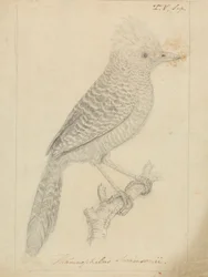 Tufted Antshrike