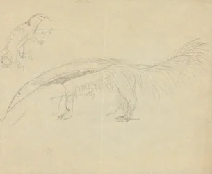 Two Anteaters