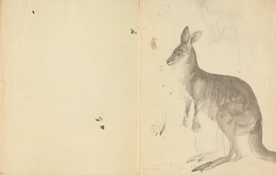 Two Kangaroos with Details