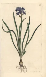 Vernal or Spring Squill, Scilla Verna (Spring Scille)