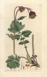 Water Avens, Geum Rivale