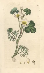 Water Crowfoot, Ranunculus aquatilis (Handcoloured copperplate engraving)