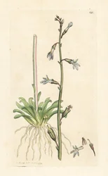 Water Lobelia