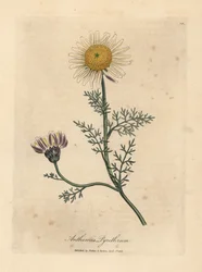 White and yellow Spanish camomile, Anthemis pyrethrum