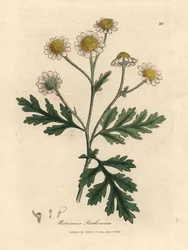 White and yellow flowered feverfew, Matricaria parthenium