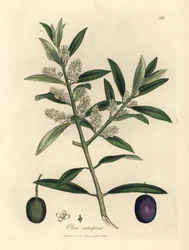 White flowered European olive tree with fruit, Olea europaea