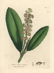 White flowered cherry laurel tree, Prunus laurocerasus