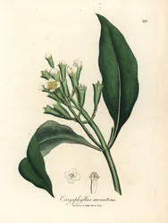 White flowered clove spice tree, Caryophyllus aromaticus