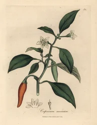 White flowered, scarlet guinea pepper, Capsicum annuum