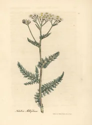 White flowered yarrow or milfoil, Achillea millefolium