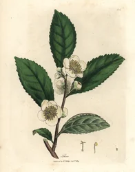 White Flowers and Green Tea Leaves, Thea bohea, Camellia sinensis