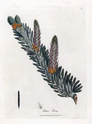 White or Common Fir Tree - Silver Fir Tree, Abies Alba. Handcoloured Copperplate Engraving from a Botanical Illustration by James Sowerby from William Woodville and Sir William Jackson Hooker