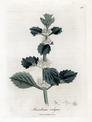 White or Common Marrube - White Horehound, Marrubium vulgare. Handcoloured Copperplate Engraving from a Botanical Illustration by James Sowerby from William Woodville and Sir William Jackson Hooker