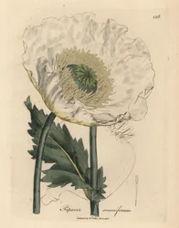 White poppy, Papaver somniferum