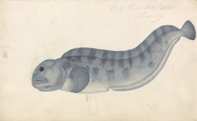Wolf Fish
