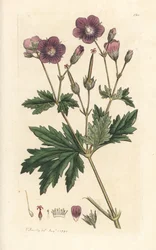 Wood Cranesbill or Woodland Geranium, Geranium sylvatium