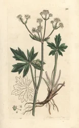 Wood Sanicle, Sanicula europaea (Handcoloured copperplate engraving)