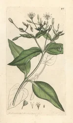 Wood stichwort, Stellaria nemorum