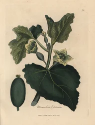 Yellow Flower, Leaves and Fruit of the Squirting Cucumber